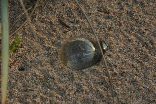 крушка в пясъка   | bulb in the sand 