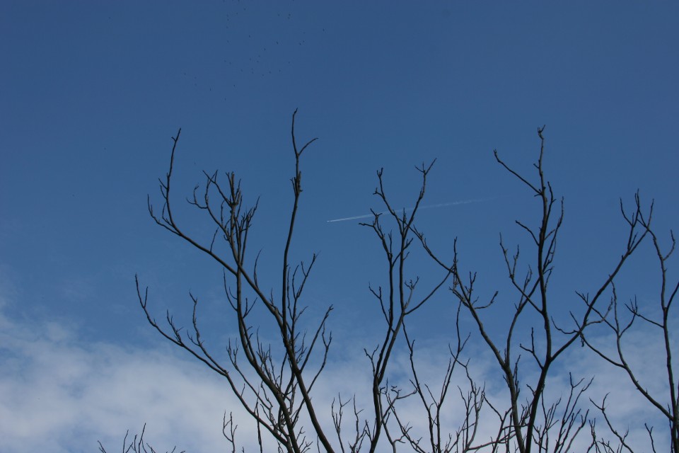 клони в небето | branches in the sky