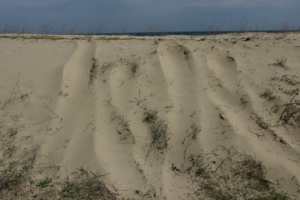 пясъчна дюна | sand dune