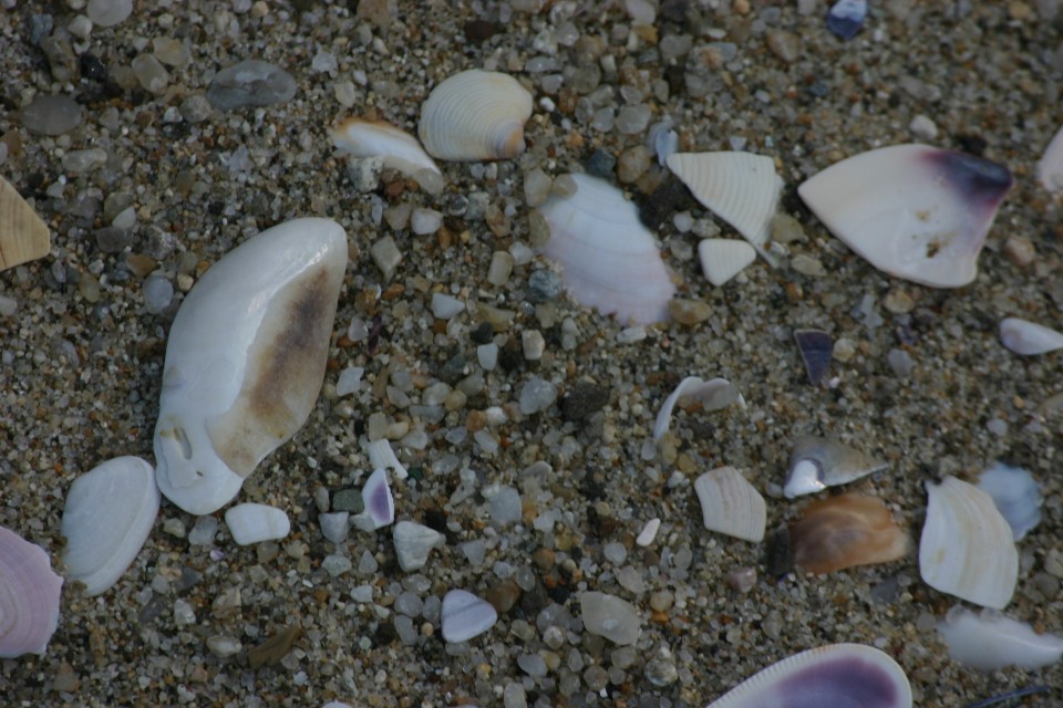 мидички | seashells