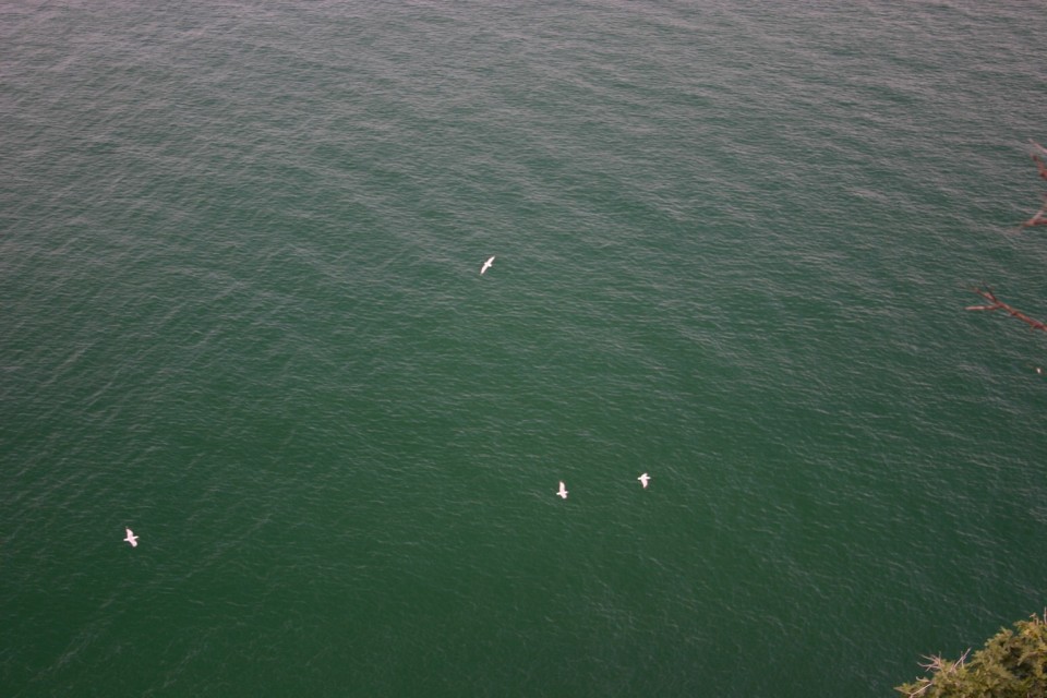 чайки над водата | seagulls above water