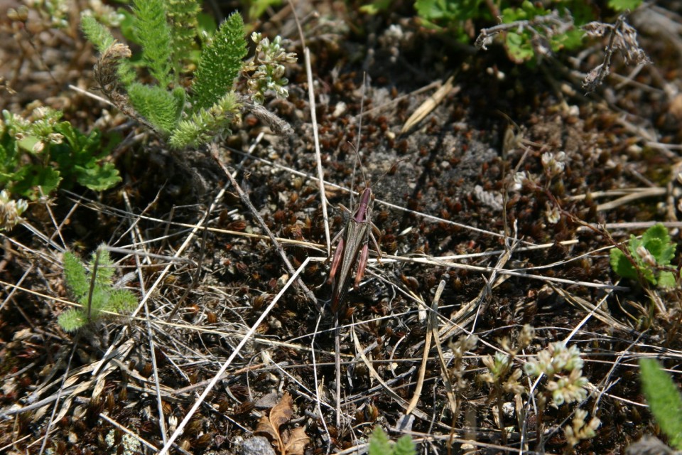 скакалец червеникав | reddish grasshopper