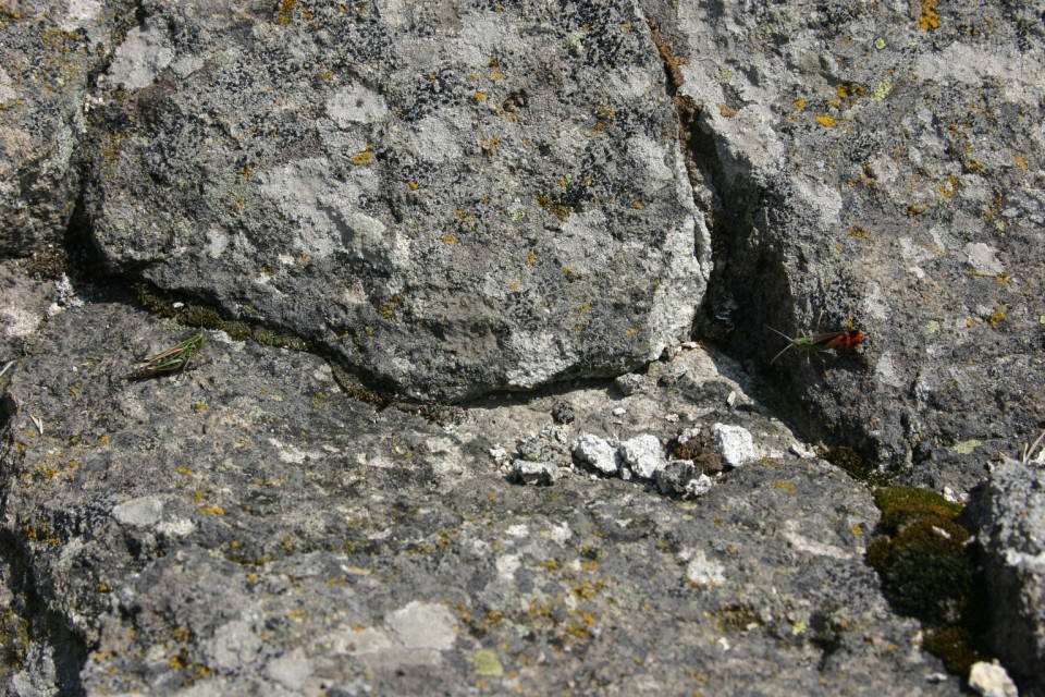 скакалци на камък | grasshoppers on a stone