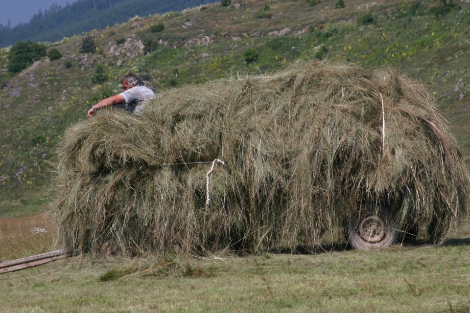 кола сено | cart of hay