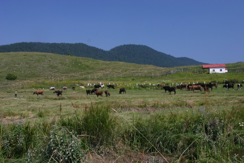 крави в полето | cows in the field