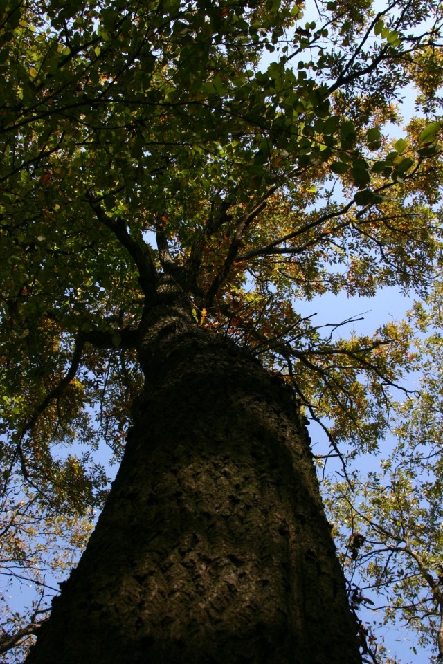 дърво отдолу нагоре | a tree bottom to top